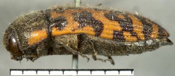 Media type: image;   Entomology 2729 Aspect: habitus lateral view